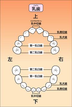 乳歯の図